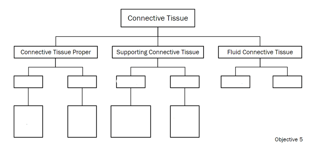 connective tissue labeling Diagram | Quizlet