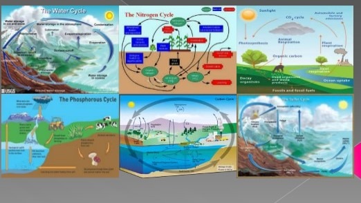 BioGeoChemical Cycles - due 1/9/20 Diagram | Quizlet