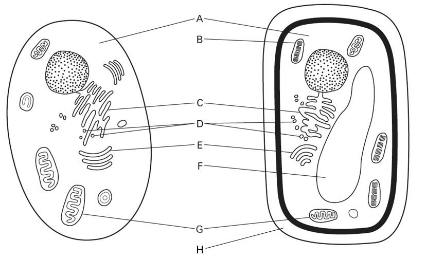 Animal Cell vs. Plant Cell Diagram | Quizlet