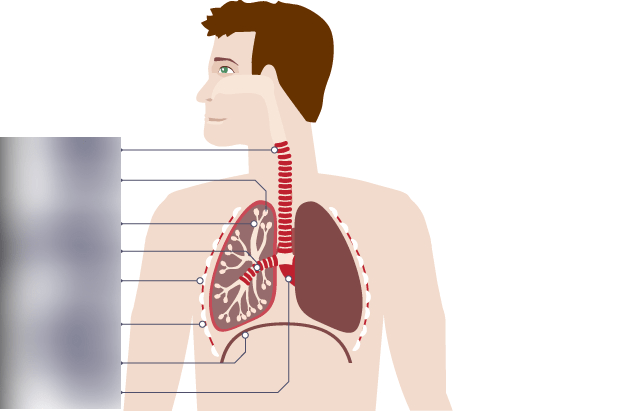 Structure of the breathing system.. Diagram | Quizlet