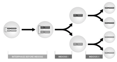 Ch. 8: Cellular Reproduction Flashcards | Quizlet