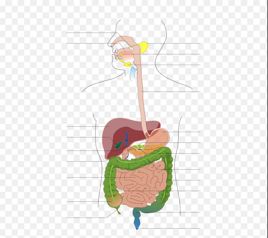 Digestive Sytem Diagram | Quizlet