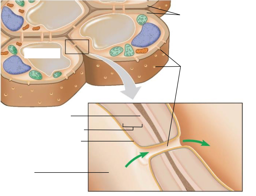 Diagram and Wiring Diagram Of Plant Cell Wall