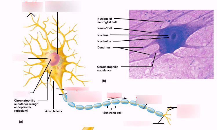 structure of neuron Diagram | Quizlet