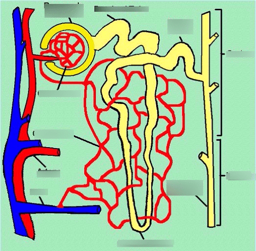 structure of a nephron part two Diagram | Quizlet