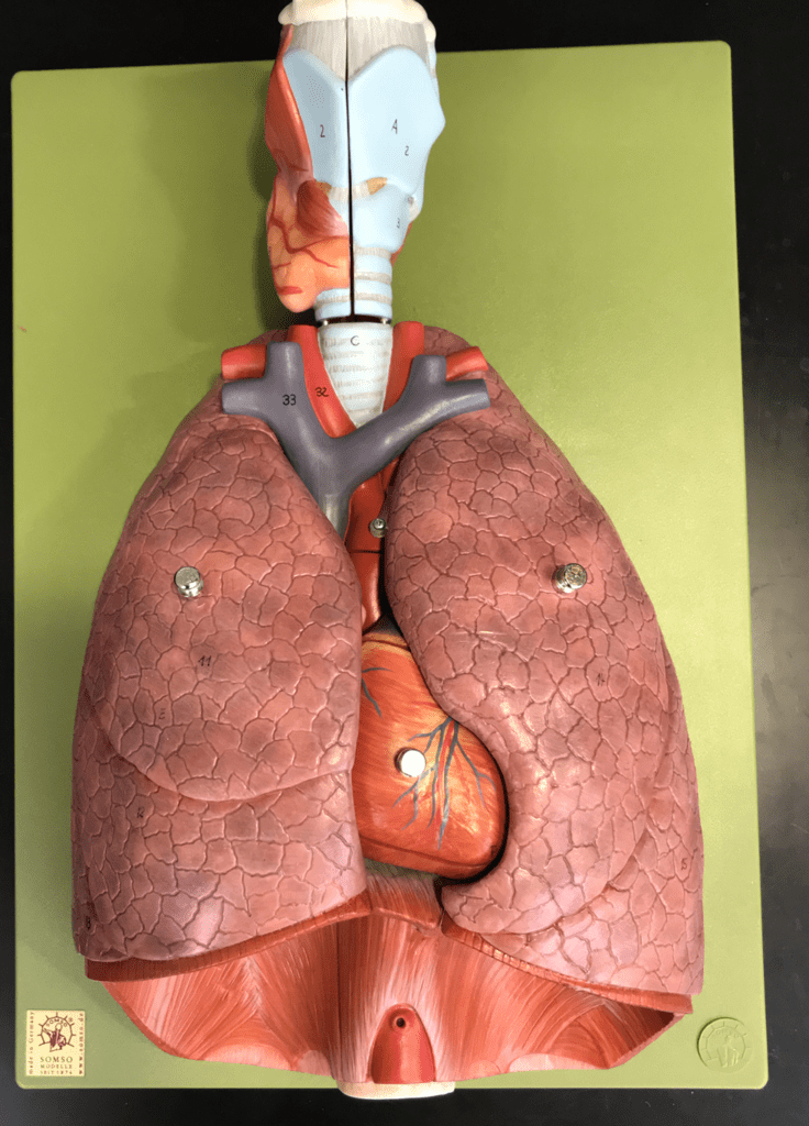 final respiratory 10 Diagram Quizlet