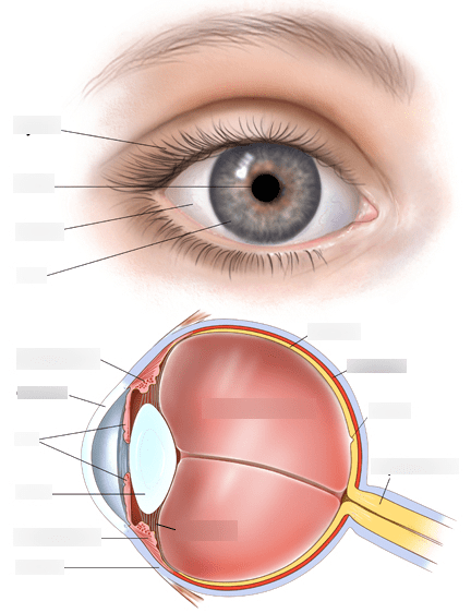 Structure of the eye Diagram | Quizlet