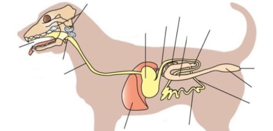 Diagram of TEST 1 - Digestive System Diagram 2 | Quizlet