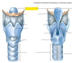 larynx label Flashcards | Quizlet
