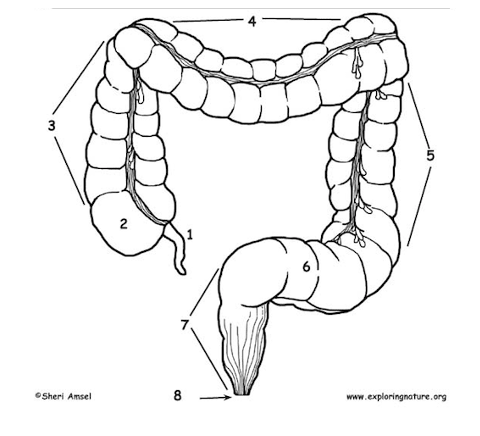 Large Intestine Diagram | Quizlet