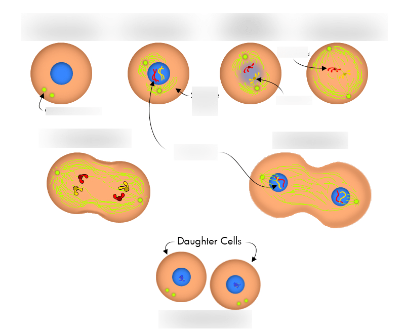 Stages of Cell Division Diagram | Quizlet