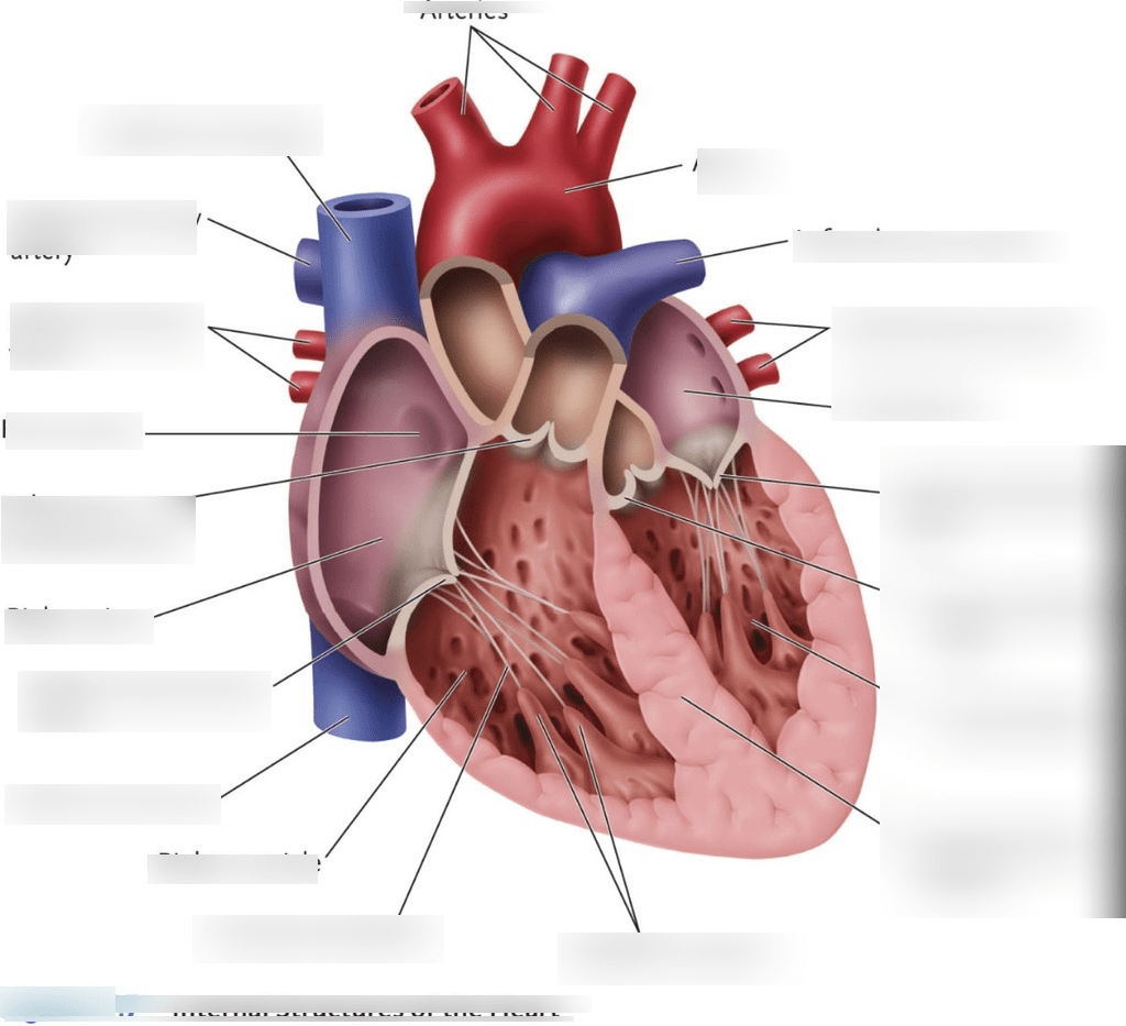 Diagram of Heart Internal Structures | Quizlet