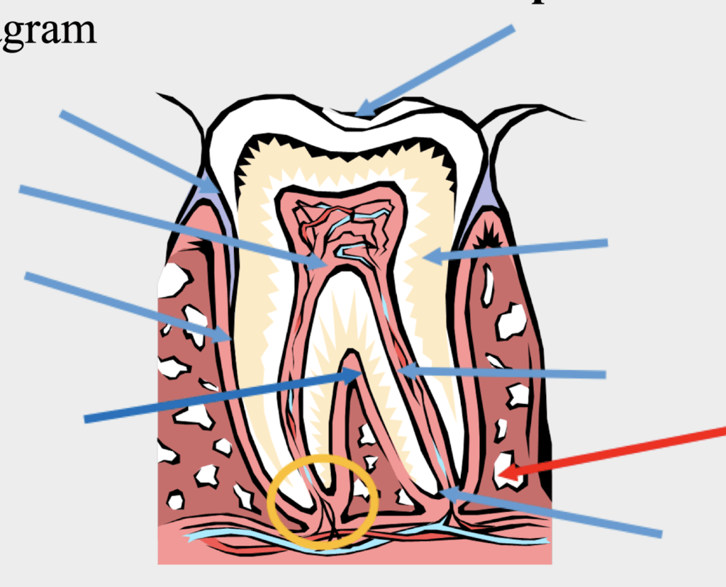 Dentistry Anatomy Diagram Quizlet