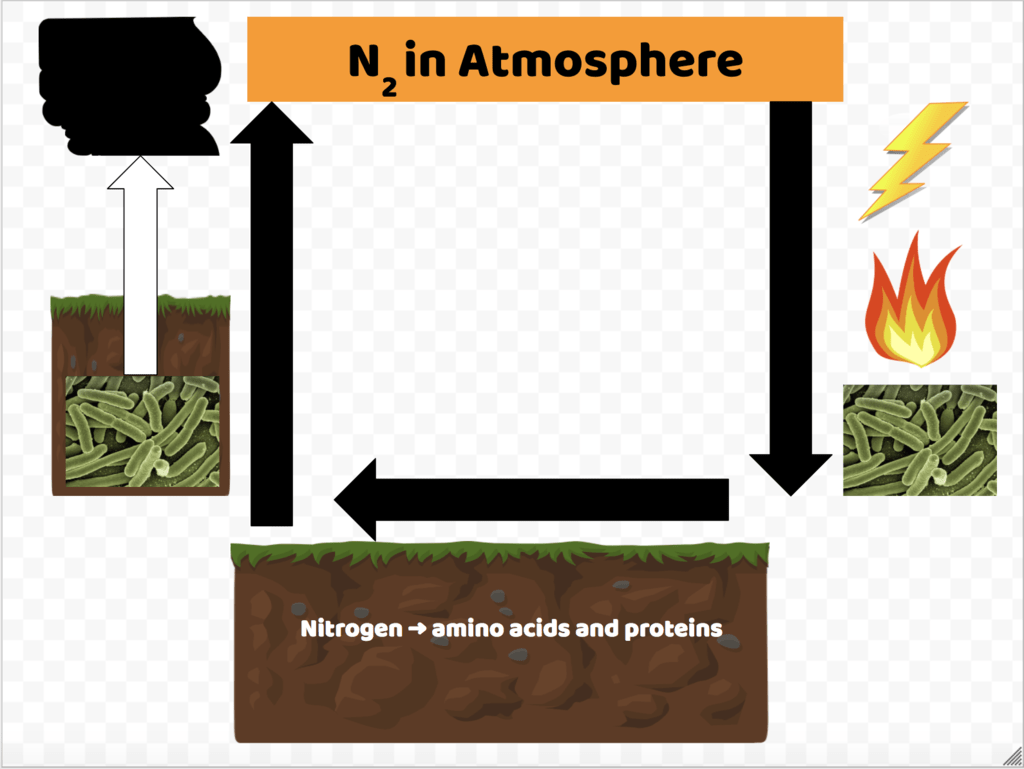 Nitrogen Fixation and Denitrification Diagram Quizlet
