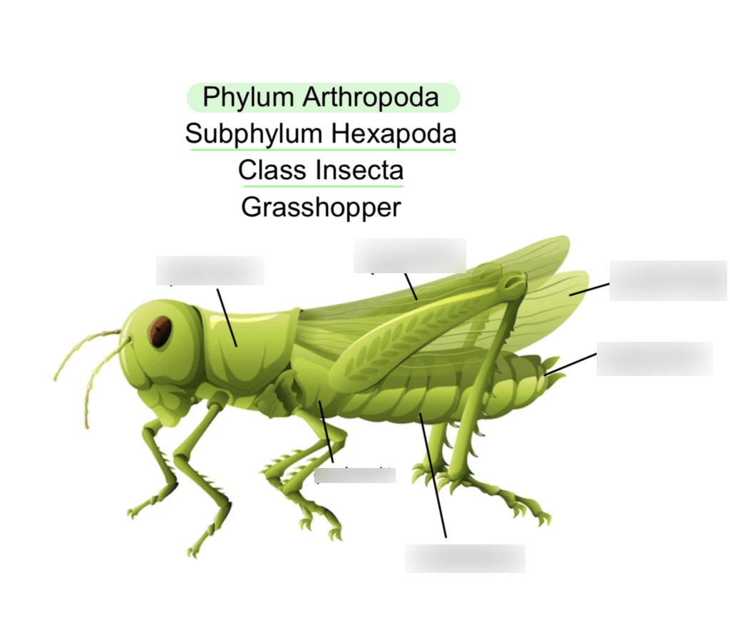 zoology lab prac 2 Diagram Quizlet