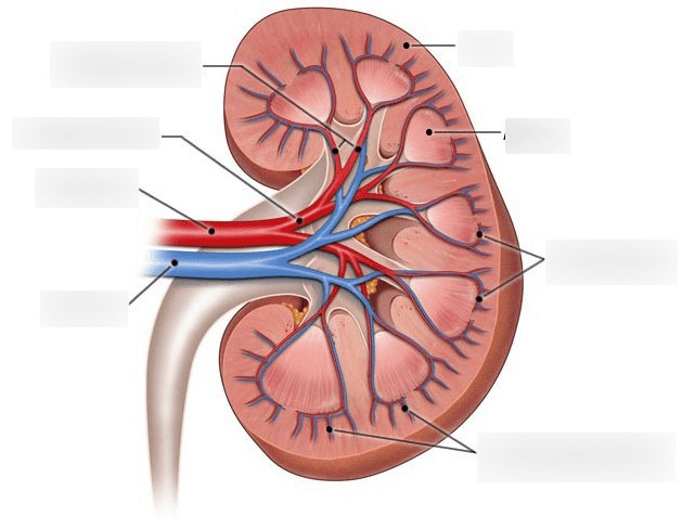 Renal System figure 17.3/17.4 Diagram | Quizlet