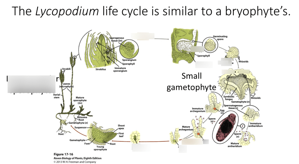 Lycopodium life cycle Diagram Quizlet