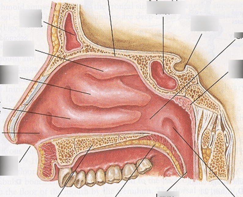 HEENT Exam 1: PE of the Ear, Nose, Sinuses Diagram | Quizlet