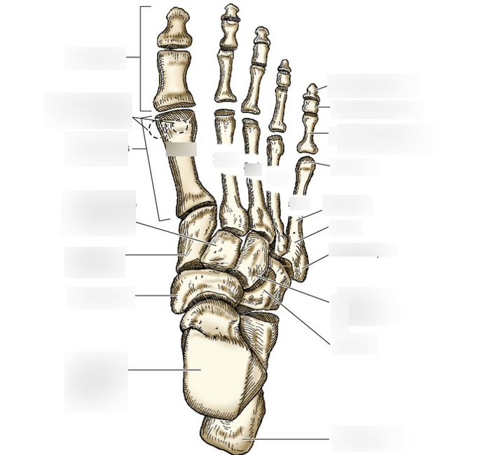 Label Foot anatomy Diagram | Quizlet