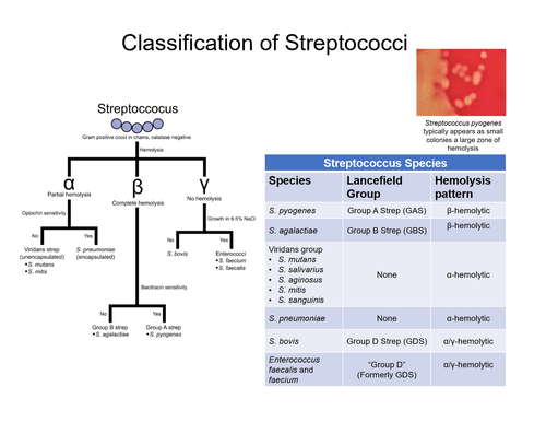 GP Cocci Streptococcus (and enterococci) Flashcards Quizlet