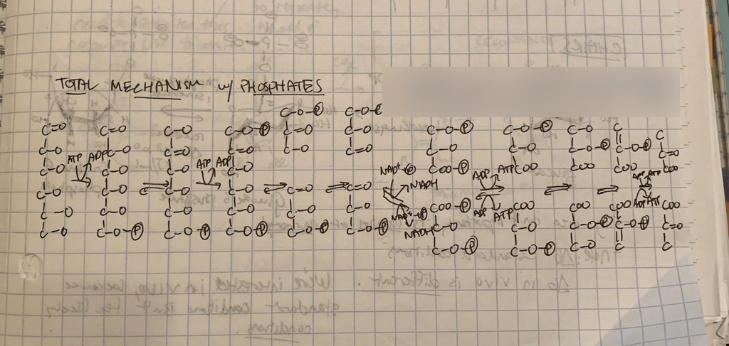 MCAT: BIO - Glycolysis Diagram | Quizlet