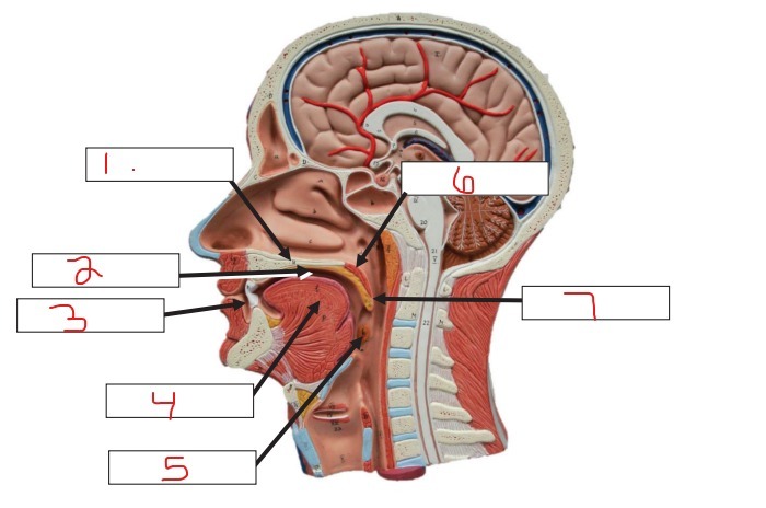 Lab Exam 3 Digestive System (1) Diagram | Quizlet