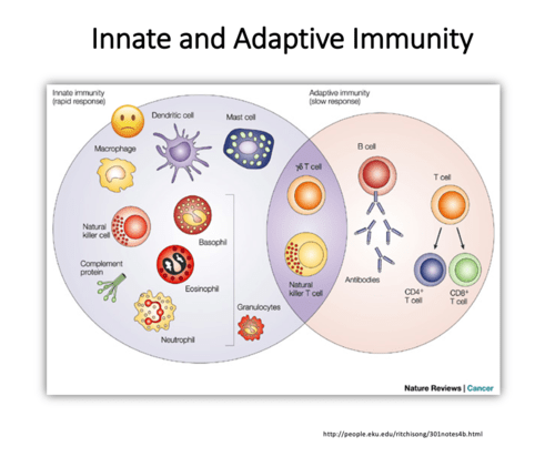 PHA 520 - Immunology - Innate and Cell Mediated Flashcards | Quizlet