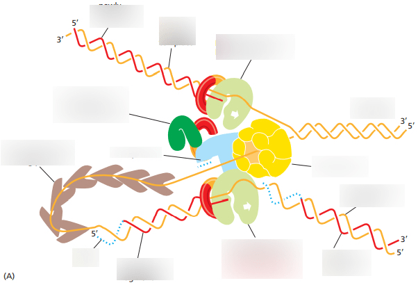DNA replication Diagram | Quizlet