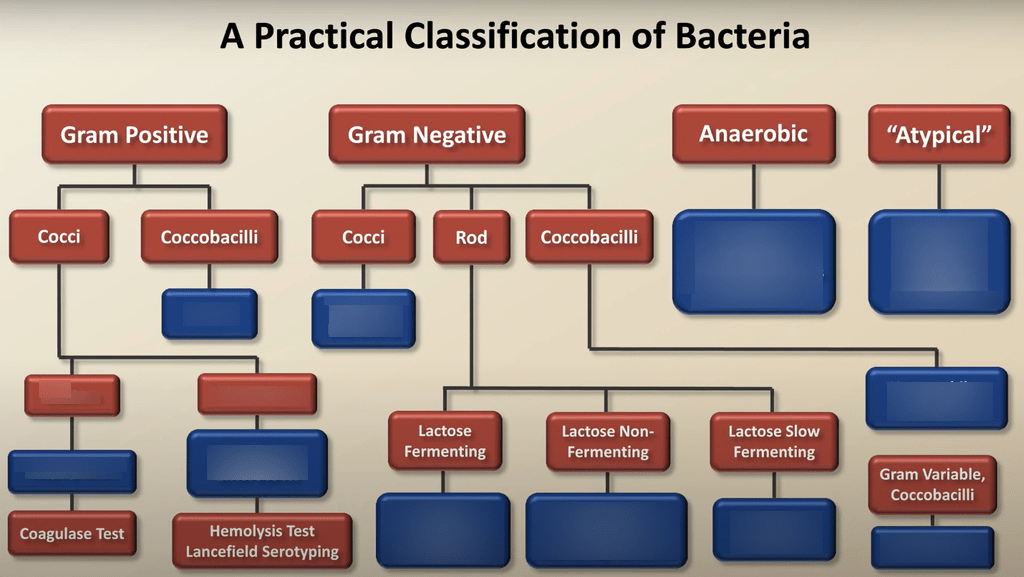 Diagram of Bacteria classification Quizlet
