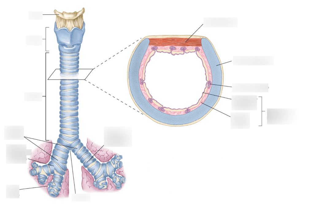 Trachea Diagram Quizlet