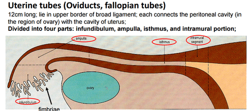 Female Reproductive System, histo2 Yin flashcards Quizlet