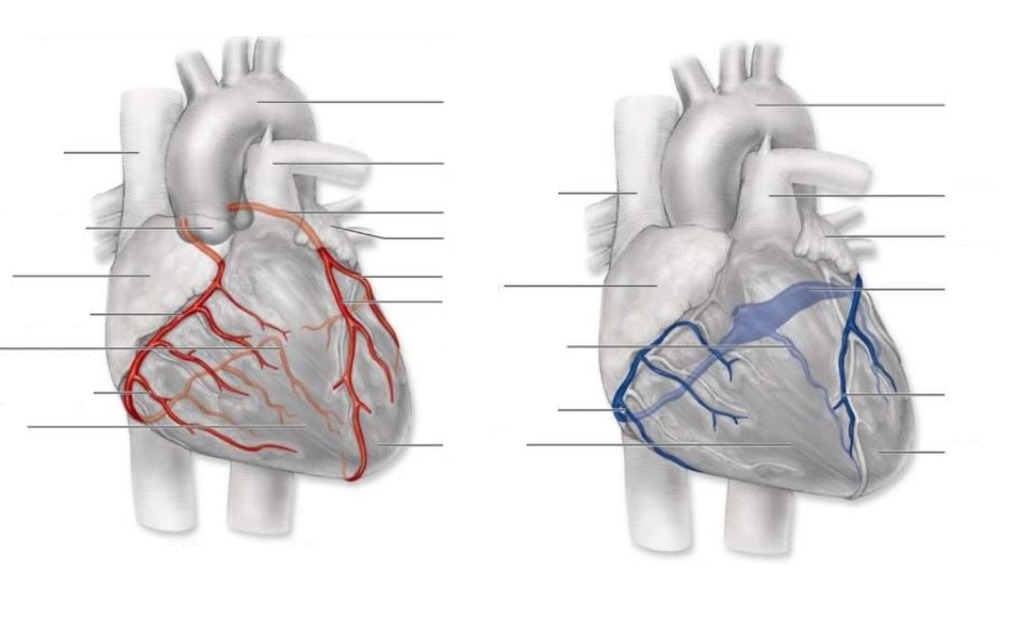 Blood Flow to the Heart Diagram | Quizlet