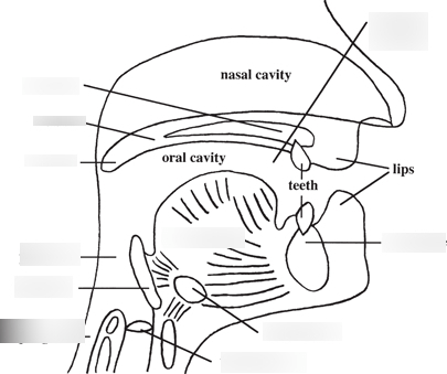 vocal tract Diagram | Quizlet