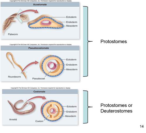 Phylum Nematoda Flashcards | Quizlet