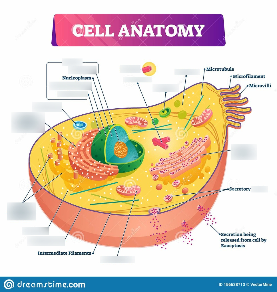 Animal Cell Diagram Diagram | Quizlet