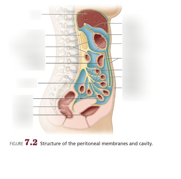 7.2 Structure of the peritoneal membranes and cavity Diagram Quizlet