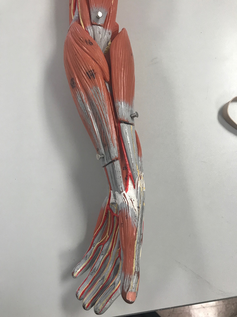 Arm & Forearm Model (Anterior View) Diagram | Quizlet