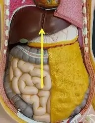 Digestive System Pancreas/Liver Diagram - Anatomy Flashcards | Quizlet
