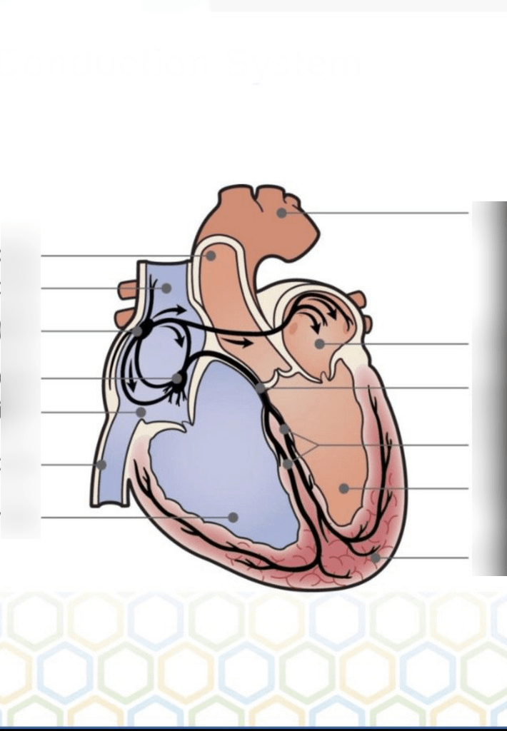 Electrical conduction system Diagram | Quizlet