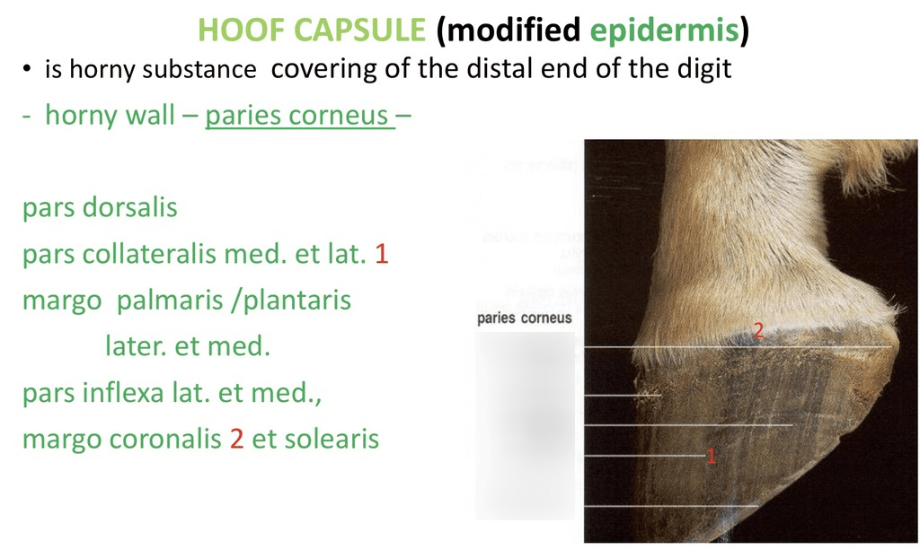 Hoof capsule (modified epidermis) Diagram Quizlet