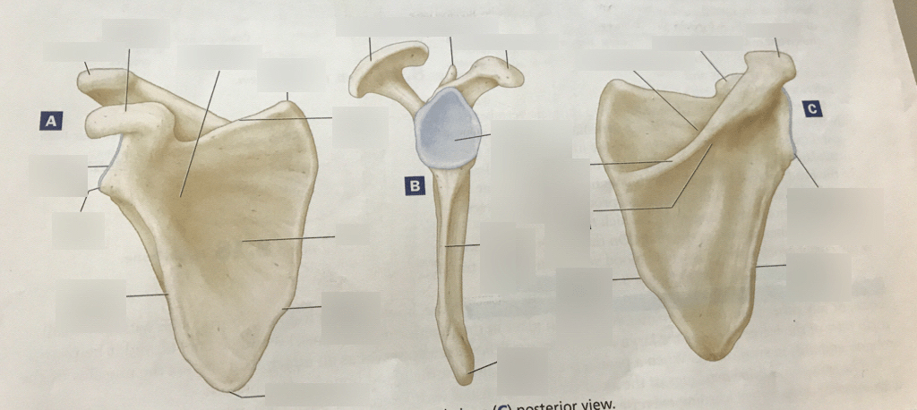 scapula Diagram | Quizlet