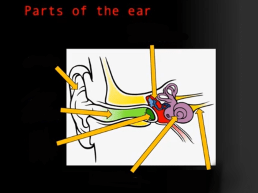 The Components Of The Ear - Diagram Diagram | Quizlet