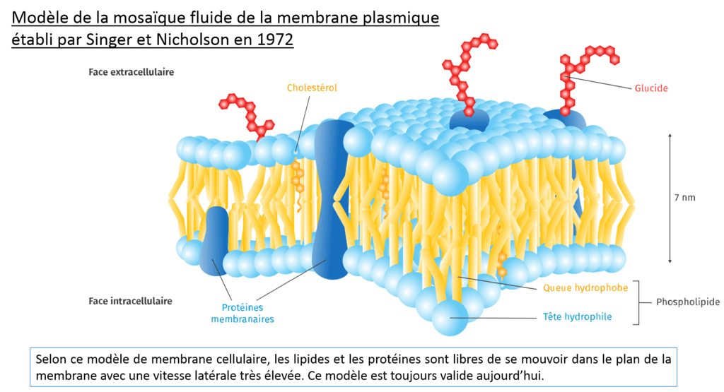 Une structure complexe la cellule vivante Diagram Quizlet