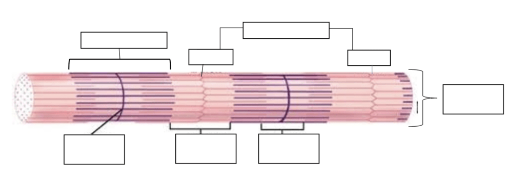 Muscular System Worksheet, Figure 2 Diagram | Quizlet