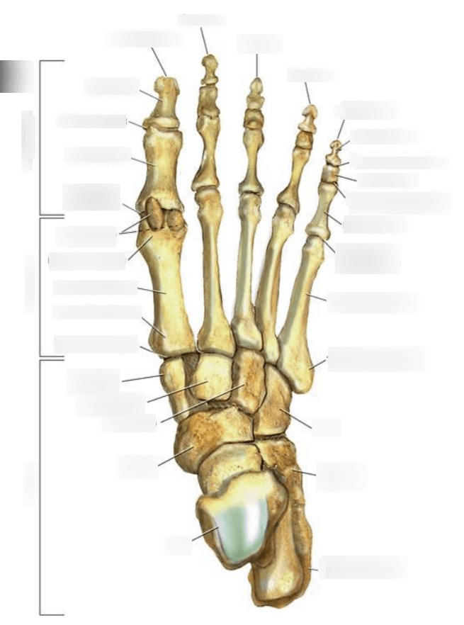 Foot Anatomy Diagram Quizlet