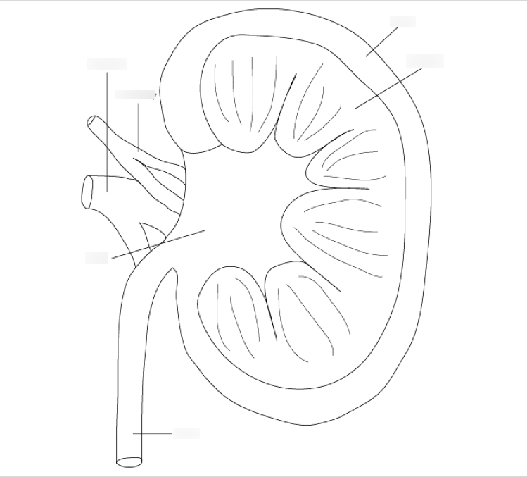Structure of kidney Diagram | Quizlet