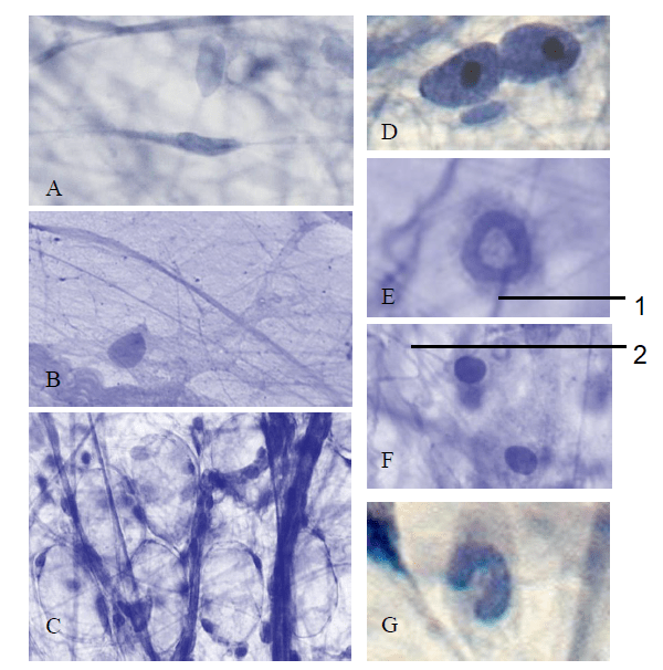 5. Loose connective tissue (slide N. 33) Diagram | Quizlet