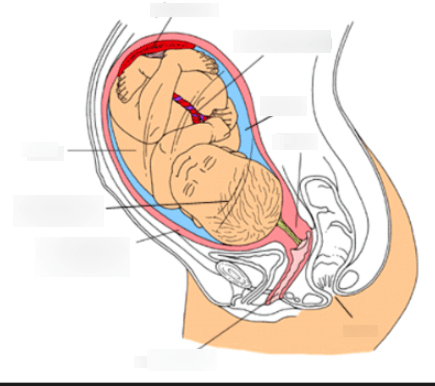 (B10) Pregnant Diagram Diagram | Quizlet