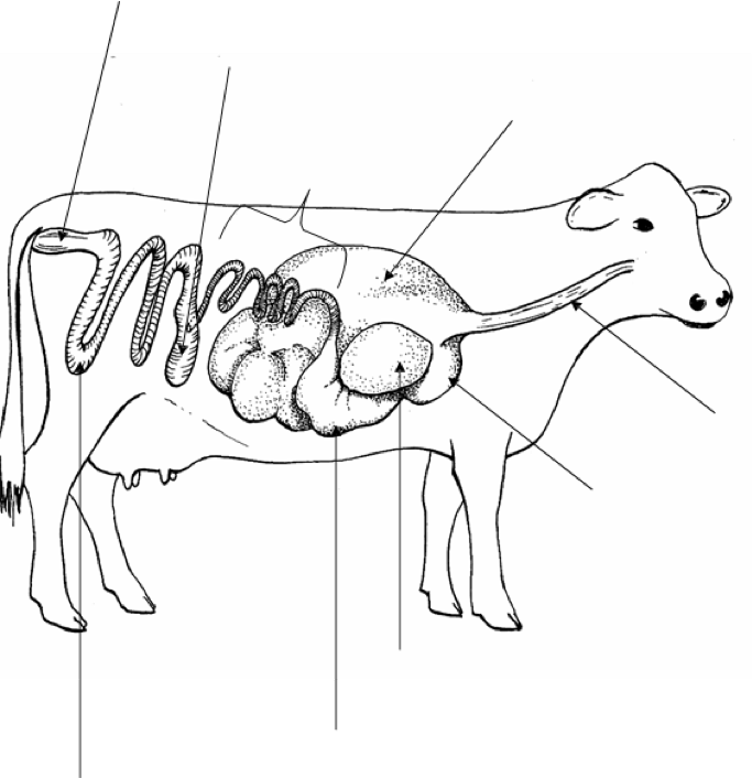Ruminant Digestion Diagram | Quizlet