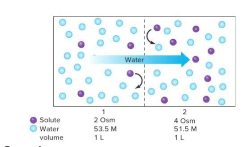 Chapter 4 part 5 Osmosis Flashcards | Quizlet